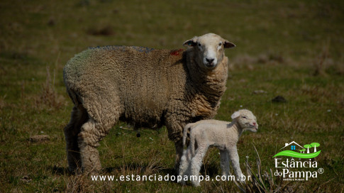 DOS EÓLICOS VIRA P FAZENDA_Moment.00_05_37_11.Quadro539_5b92661945df74f812a5e654292c772cb5531f45.jpg